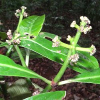 Psychotria nigra var. nigra